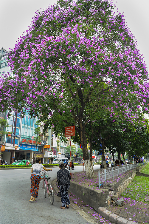 nao long ngam hoa bang lang `nhuom tim` khap pho phuong ha noi hinh anh 2