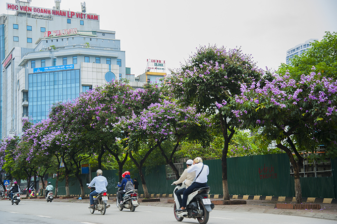 nao long ngam hoa bang lang `nhuom tim` khap pho phuong ha noi hinh anh 4