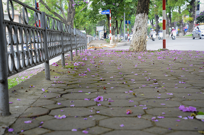 nao long ngam hoa bang lang `nhuom tim` khap pho phuong ha noi hinh anh 7