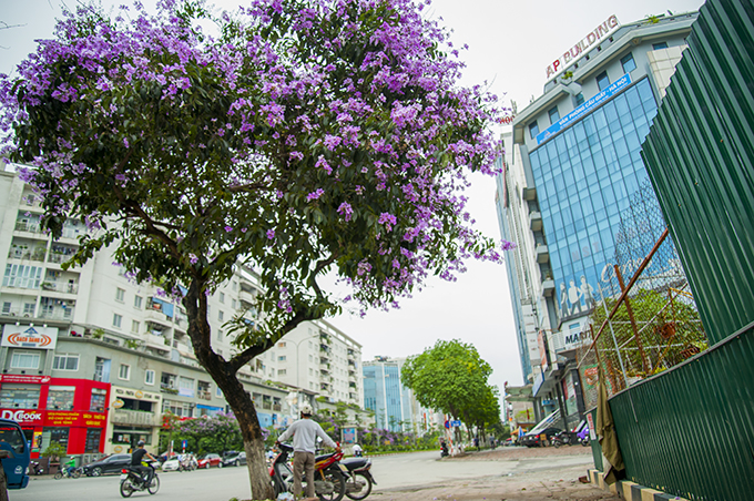 nao long ngam hoa bang lang `nhuom tim` khap pho phuong ha noi hinh anh 8