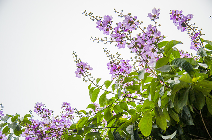 nao long ngam hoa bang lang `nhuom tim` khap pho phuong ha noi hinh anh 9