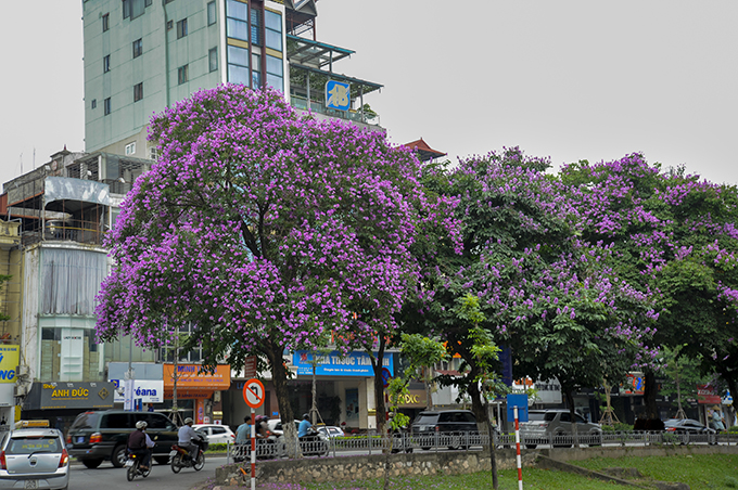 nao long ngam hoa bang lang `nhuom tim` khap pho phuong ha noi hinh anh 1